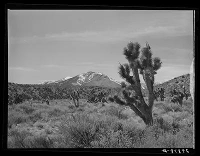 Joshua trees. Clark County, Nevada, 1940