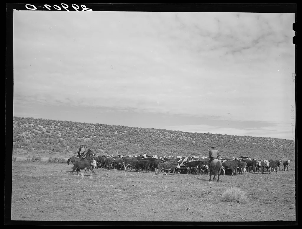 Rounding up cattle. Elko County, Nevada, 1940