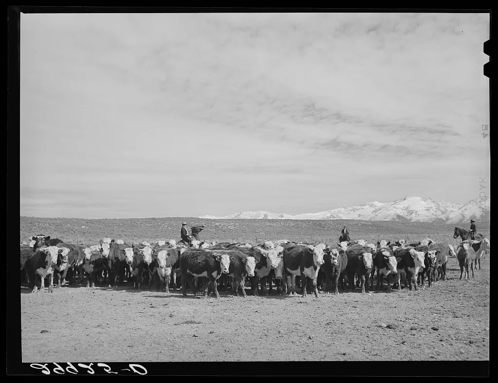 [Untitled photo, possibly related to: Rounding up of cattle. Elko…, Nevada, 1940