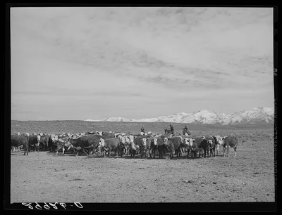[Untitled photo, possibly related to: Rounding up of cattle. Elko…, Nevada, 1940
