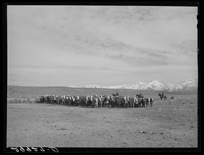 Rounding up of cattle. Elko County, Nevada, 1940