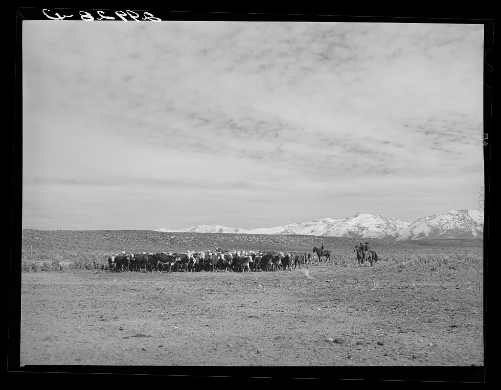 [Untitled photo, possibly related to: Rounding up of cattle. Elko…, Nevada, 1940