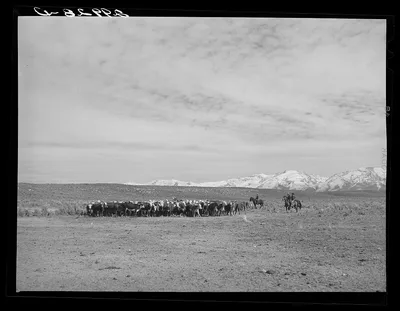 [Untitled photo, possibly related to: Rounding up of cattle. Elko…, Nevada, 1940