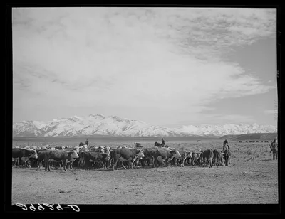 Rounding up of cattle. Elko County, Nevada, 1940