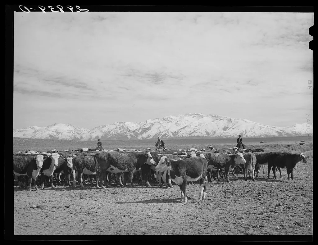 [Untitled photo, possibly related to: Rounding up of cattle. Elko…, Nevada, 1940