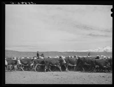 [Untitled photo, possibly related to: Rounding up of cattle. Elko…, Nevada, 1940