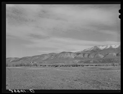 Cattle grazing. Washoe County, Nevada, 1940