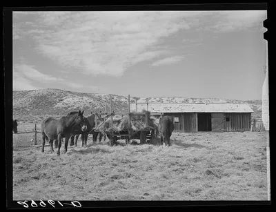 [Untitled photo, possibly related to: Horses feeding at haywagon.…, Nevada, 1940