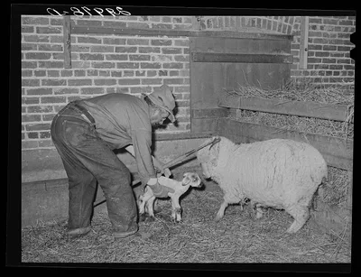 Sheepherder with new born lamb and ewe in lambing shed. Dangberg…, Nevada, 1940