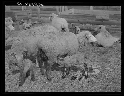 Ewes and lambs. Dangberg Ranch, Douglas County, Nevada, 1940