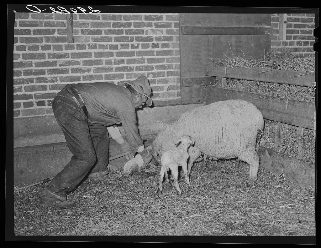 [Untitled photo, possibly related to: Sheepherder with new born lamb…, Nevada, 1940