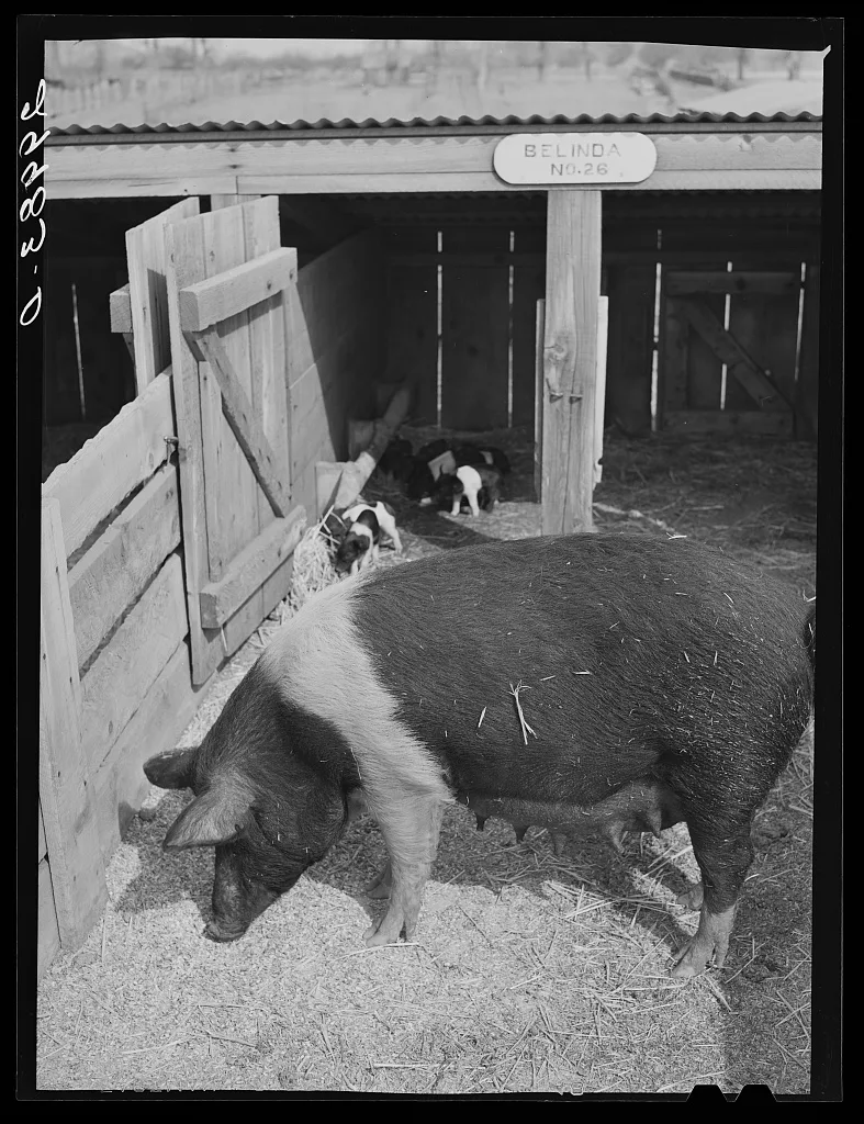 [Untitled photo, possibly related to: Brood sow with pigs. Dangberg…, Nevada, 1940