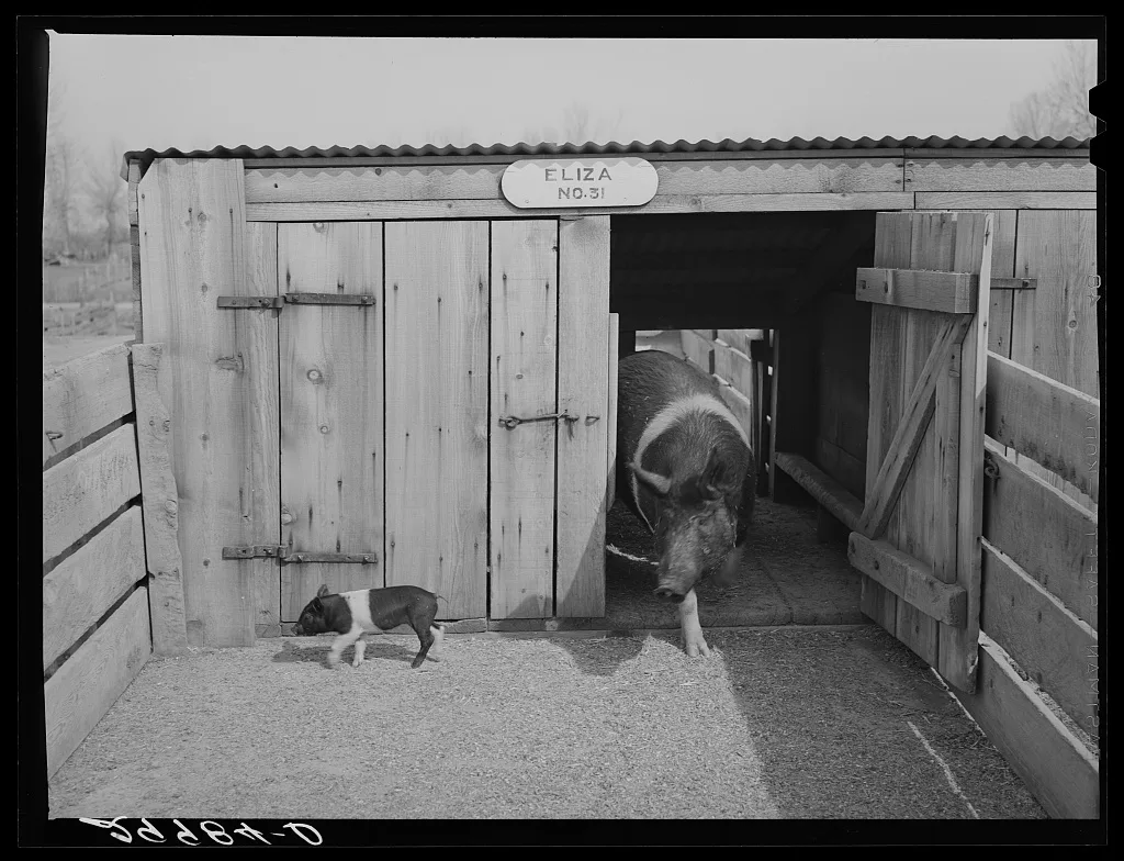 [Untitled photo, possibly related to: Brood sow with pigs. Dangberg…, Nevada, 1940