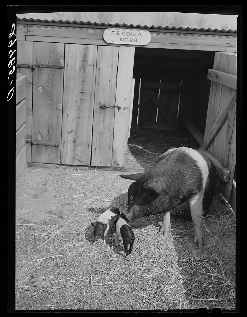 Brood sow with pigs. Dangberg Ranch, Douglas County, Nevada, 1940