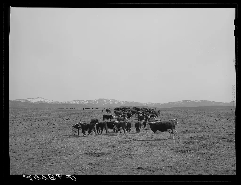 Cattle feeding. Dangberg Ranch, Douglas County, Nevada, 1940