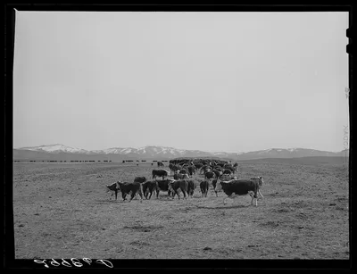 Cattle feeding. Dangberg Ranch, Douglas County, Nevada, 1940