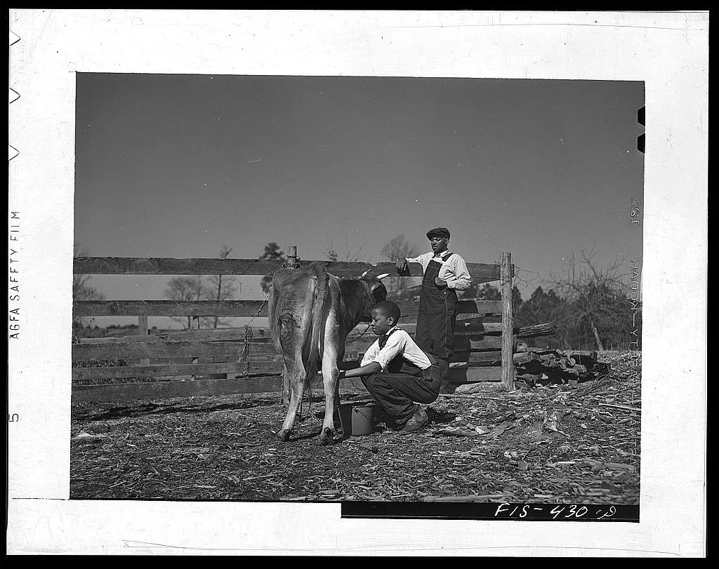 Zebulon, (vicinity), North Carolina. Milking a cow on the Feggen…, 1942