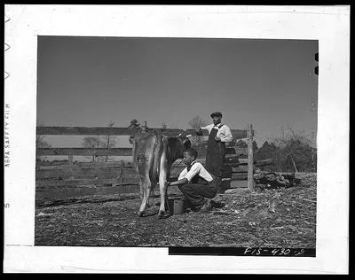 Zebulon, (vicinity), North Carolina. Milking a cow on the Feggen…, 1942